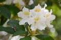 Rhododendron Cunninghamâs White, campanulate white flower